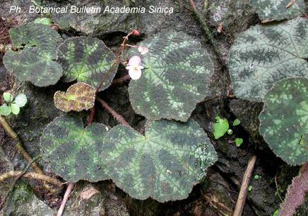 B. semiparietalis
